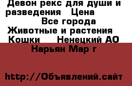 Девон рекс для души и разведения › Цена ­ 20 000 - Все города Животные и растения » Кошки   . Ненецкий АО,Нарьян-Мар г.